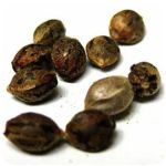 Семена марихуаны АК-47  (Seeds AK-47) в Курлово